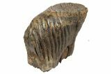 Fossil Woolly Mammoth Molar - Siberia #235034-3